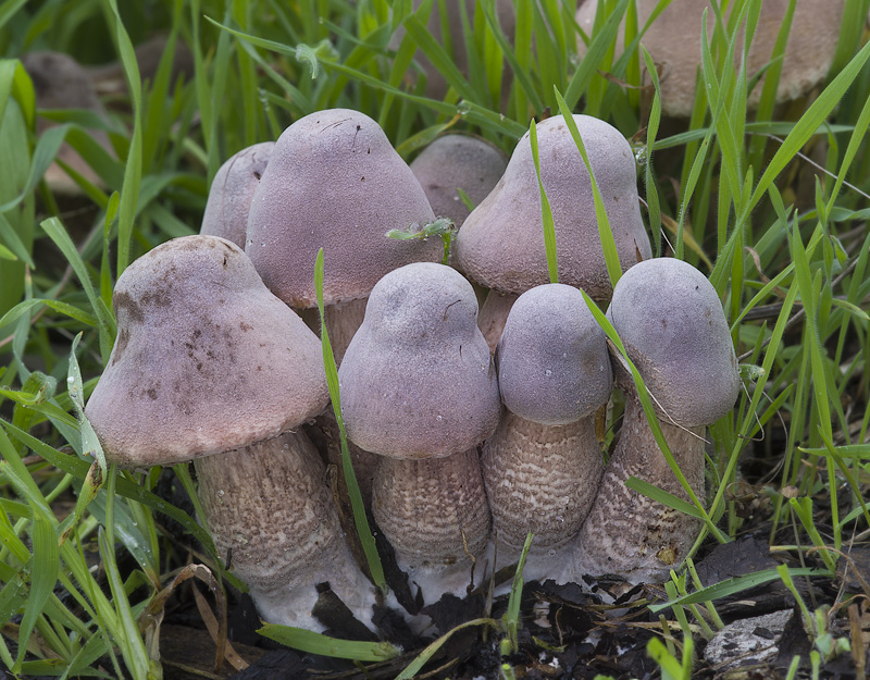 Leucoagaricus americanus